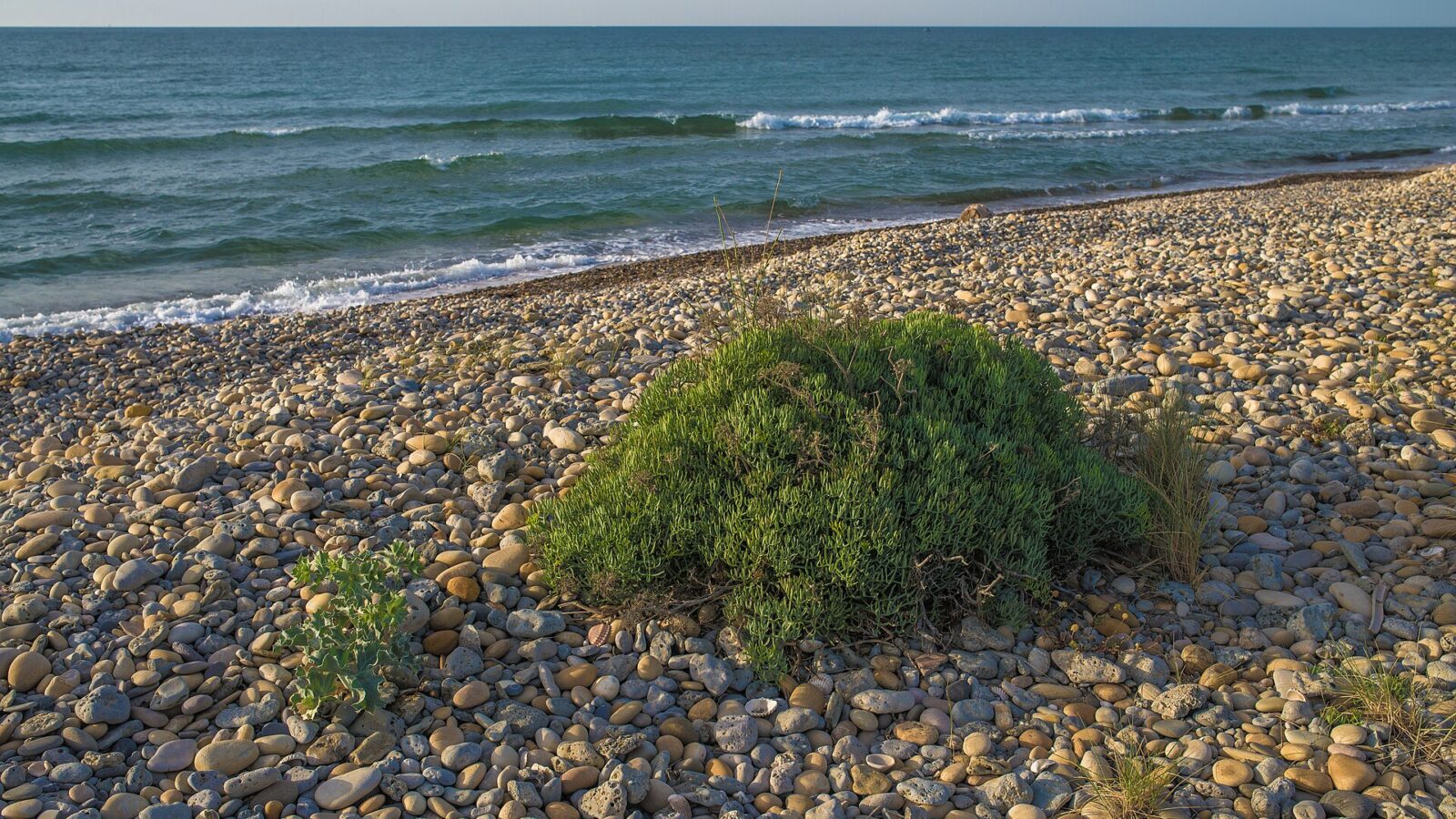 Aegean Greens: A Field Guide to the Herbs on Your Plate