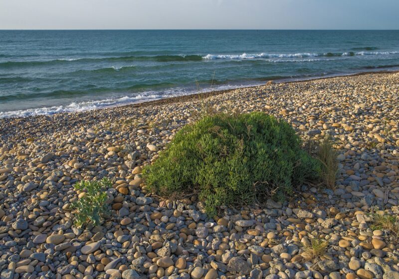 Aegean Greens: A Field Guide to the Herbs on Your Plate