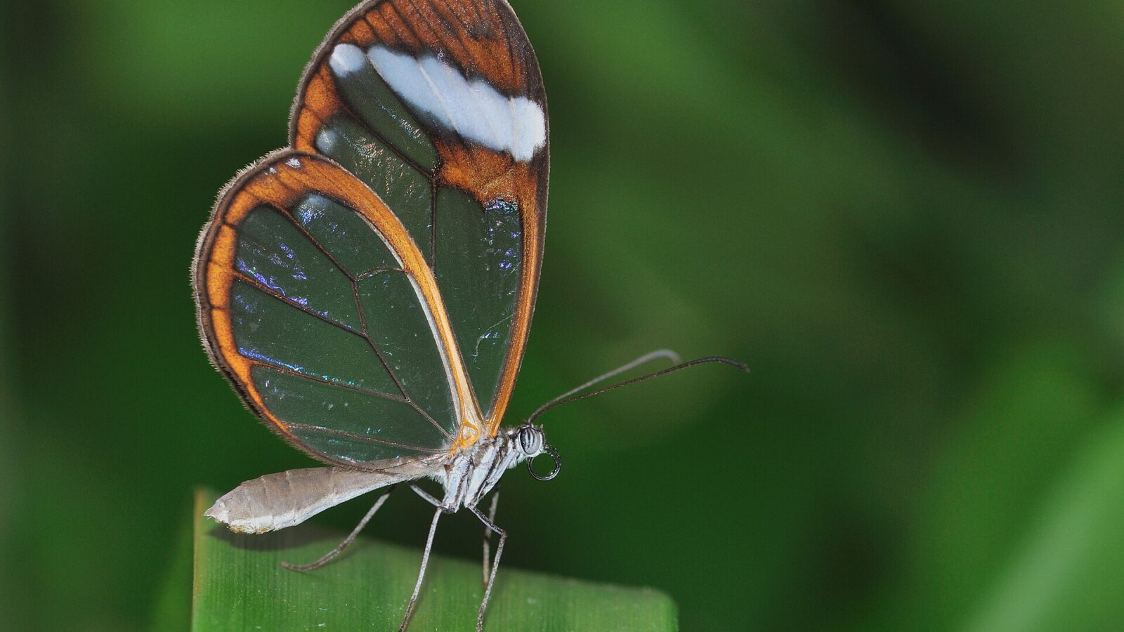 Glasswing (Greta oto) in the butterfly house of Maximilianpark Hamm, Germany.