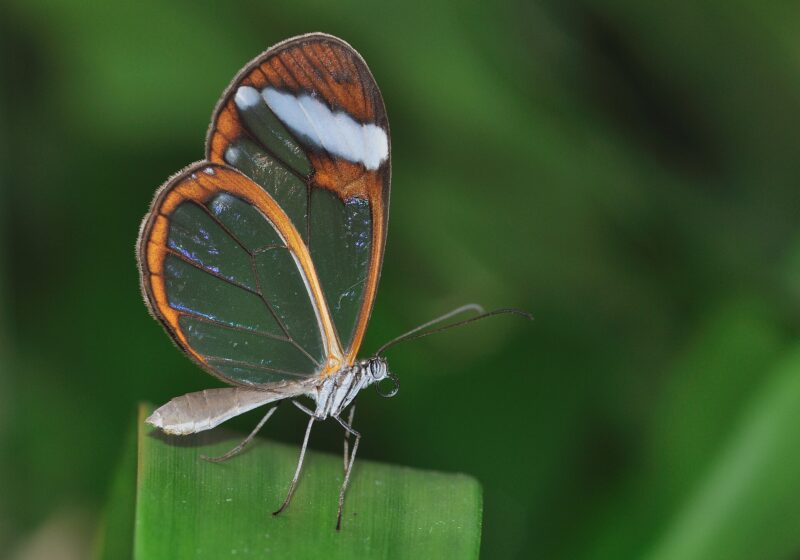Glasswing (Greta oto) in the butterfly house of Maximilianpark Hamm, Germany.