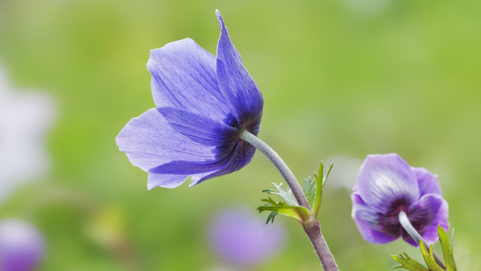 Flowers of anemons (Anemone coronaria). Çukurova University Campus, Adana - Turkey