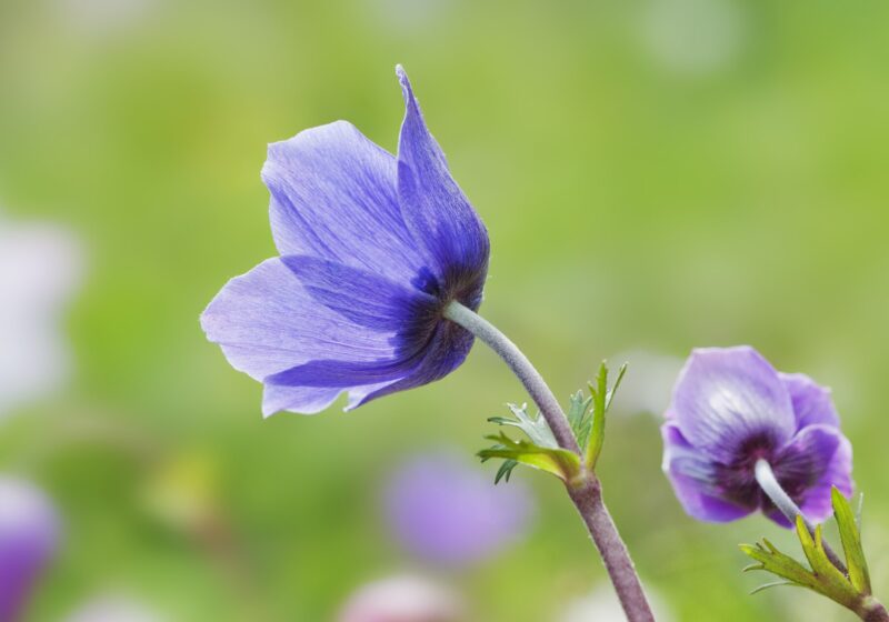 Flowers of anemons (Anemone coronaria). Çukurova University Campus, Adana - Turkey